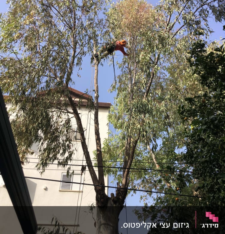 אדם גוזם עץ גבוה עם מסור חשמלי